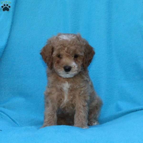 Splash, Cockapoo Puppy